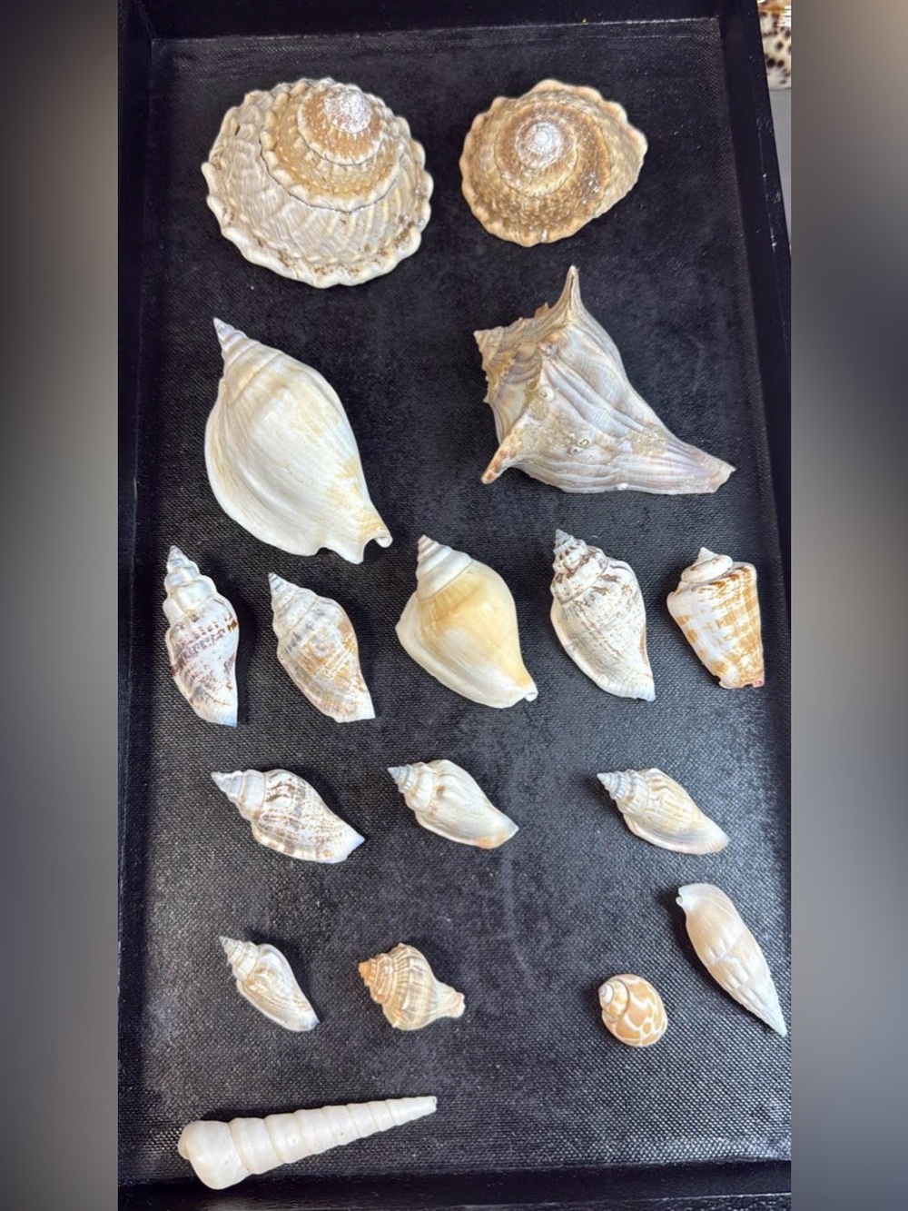 Large Crown Conch pieces and Banded Tulips,